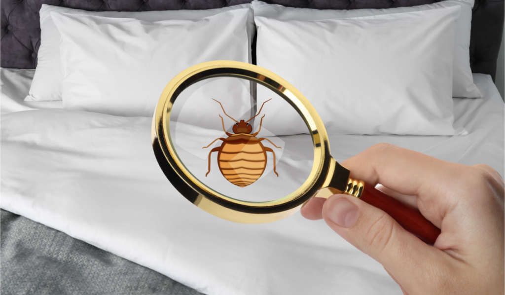 Is Heat Treatment Good To Kill Bed Bugs