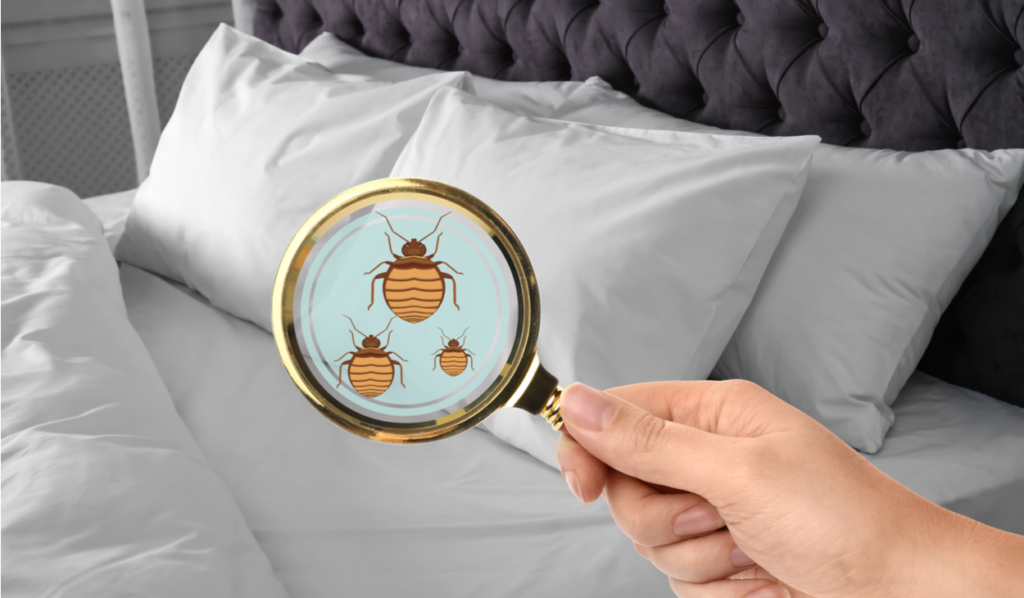 HOW TO IDENTIFY A BED BUG INFESTATION | Unitech Pest Control