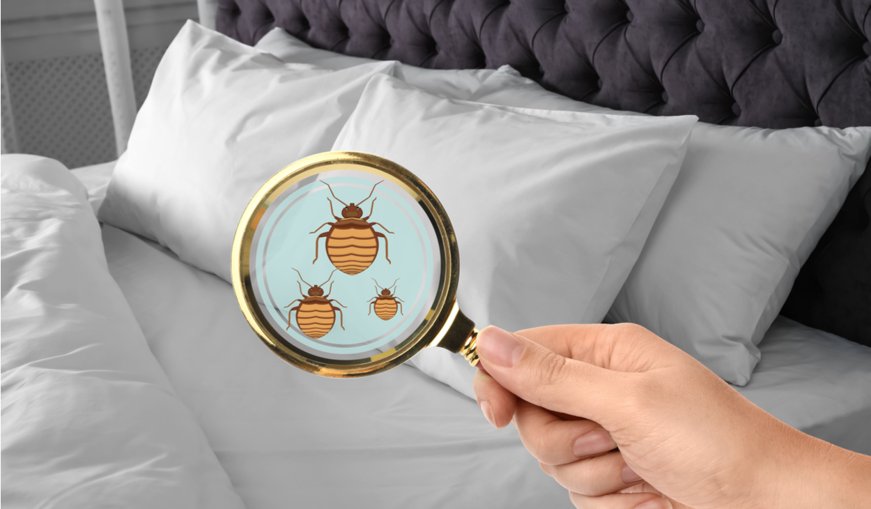 what-is-the-main-cause-of-bed-bugs