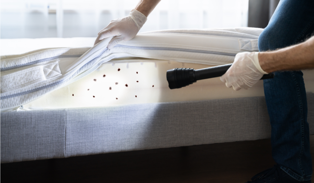 WHAT SHOULD I DO IF I HAVE A BED BUG INFESTATION IN MY ST. LOUIS HOME? | Unitech Pest Control