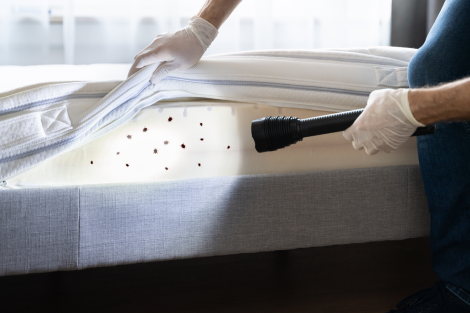 WHAT SHOULD I DO IF I HAVE A BED BUG INFESTATION IN MY ST. LOUIS HOME? | Unitech Pest Control