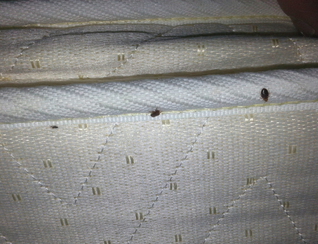 Bed Bug Control St Peters, MO