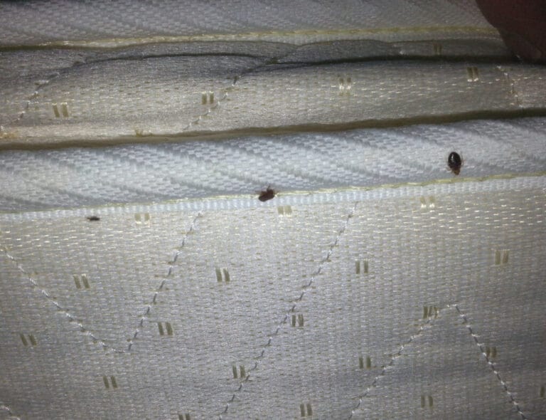 Bed Bug Control Lake StLouis MO