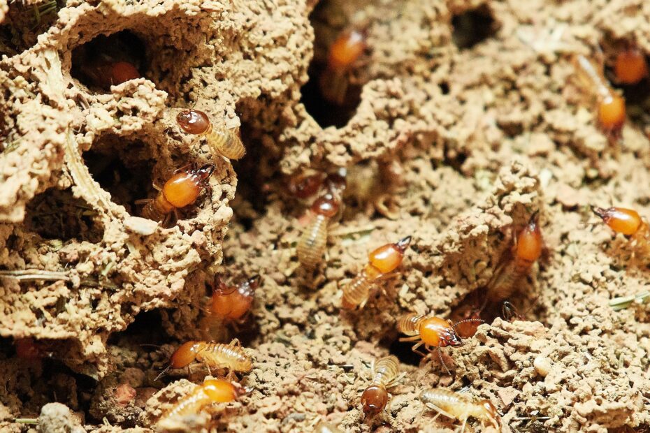 Termite Control Cost