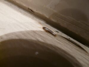 Get Rid of Silverfish in House