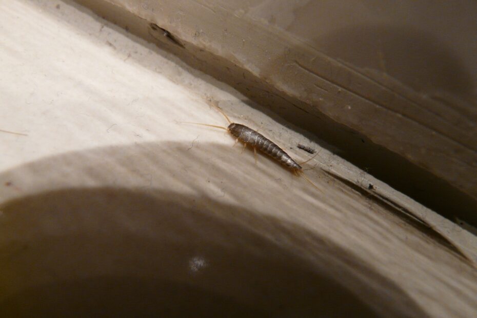 How to Get Rid of Silverfish in House