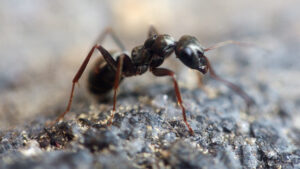 Do It Yourself Carpenter Ant Control