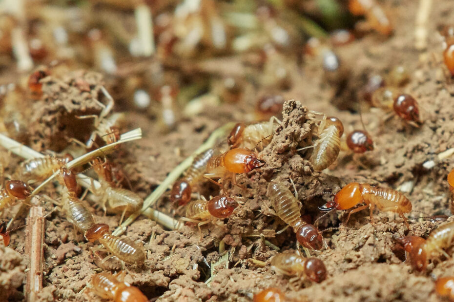 What Is the Most Effective Termite Control?