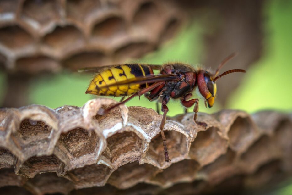 Eco-Friendly Wasp Control: Natural Solutions for a Sustainable Approach