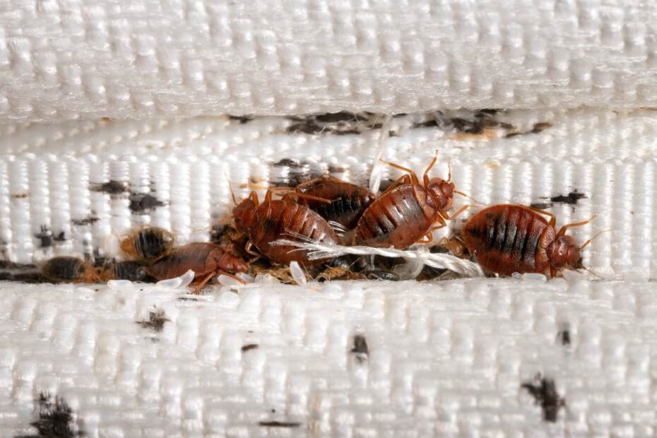 Guide To Identifying Bed Bugs Unitech Pest Control 6215