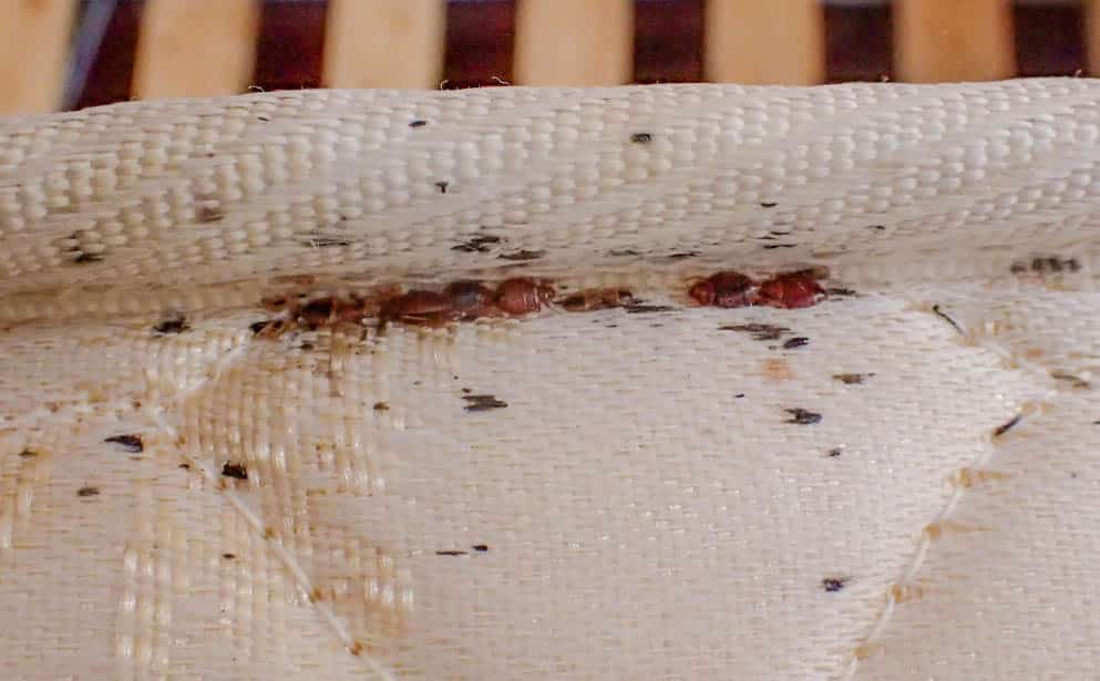 Signs Of A Bed Bug Infestation