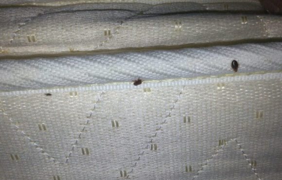Bed Bug is on the bed room