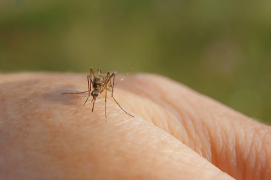 Mosquito - Culex pipiens